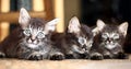 Small striped kittens sitting and looking at camera