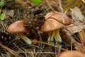 Three small Suillus luteus mushrooms Royalty Free Stock Photo