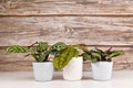 Three small tropical Maranta houseplants with exotic patterns in pots on white table Royalty Free Stock Photo