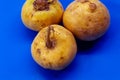 Three small turnips lie on a blue background. Useful vegetables for cooking Royalty Free Stock Photo