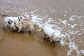 Three small white dogs on leashes at the waters edge at the beach on a windy wet day Royalty Free Stock Photo