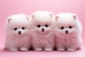 Three small white dogs sitting next to each other. Generative AI image. Royalty Free Stock Photo