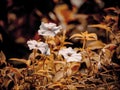 Three small white petunia flowers