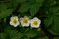 Three small white strawberry flowers among green leaves Royalty Free Stock Photo