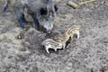 Three small wild boar piglets