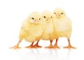 Three small yellow chickens, isolated on white background Royalty Free Stock Photo