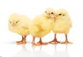 Three small yellow chickens isolated on white background Royalty Free Stock Photo