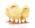 Three small yellow chickens isolated on white background Royalty Free Stock Photo