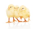 Three small yellow chickens isolated on white background Royalty Free Stock Photo