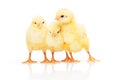 Three small yellow chickens isolated on white background Royalty Free Stock Photo