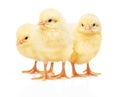 Three small yellow chickens isolated on white background Royalty Free Stock Photo