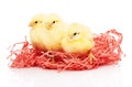 Three small yellow chickens in pink paper nest Royalty Free Stock Photo