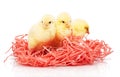 Three small yellow chickens in pink paper nest Royalty Free Stock Photo