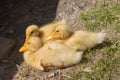 Three small yellow ducks Royalty Free Stock Photo