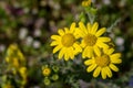 Three Small Yellow Flowers growing in the field outside Royalty Free Stock Photo