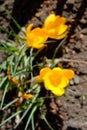 Three small yellow flowers, top view. Flora. Blurred background Royalty Free Stock Photo