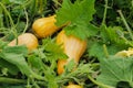 Three small yellow pumpkins grow, sing in the field by autumn Royalty Free Stock Photo