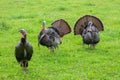 Three Smoky Mountain Turkeys