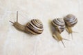 Three snail close-up - studio shot, biology, wild life, male, food Royalty Free Stock Photo