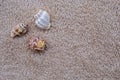 Three snail shells on a terry towel Royalty Free Stock Photo