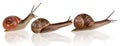 Three snails