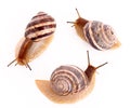 Three snails Royalty Free Stock Photo