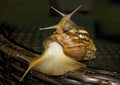 Three snails with beautiful rakoyinami on the back Royalty Free Stock Photo