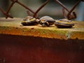 Three snails cuban family of camaenidae Royalty Free Stock Photo