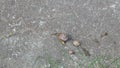 Three snails of different size are moving simultaneously. Snails family