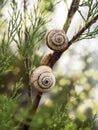 Three snails have stuck to a twig and hang on it. The shell of land snails is spirally twisted.