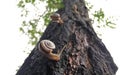 Three snails racing up a tree Royalty Free Stock Photo