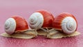 Three snails with red and white shells on a pink background Royalty Free Stock Photo