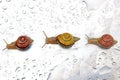 Three snails in a row Royalty Free Stock Photo