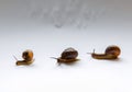 Three snails Royalty Free Stock Photo