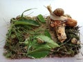 Microcosm home snails. Three snails in the terrarium.