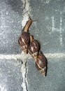 Three snails walk on brick wall