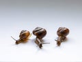 Three snails Royalty Free Stock Photo