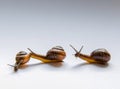 Three snails Royalty Free Stock Photo