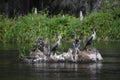 Three Anhinga Birds Standing on Stump