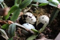 Three Snake Eggs On A Ground In Jungle Grass