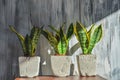 Three snake plants in grunge pot on light grey loft background