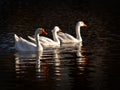 Three snow geese Royalty Free Stock Photo