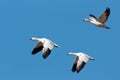 Three Snow Geese in Flight Royalty Free Stock Photo