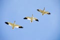 Three Snow Geese in Flight