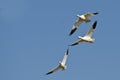 Three Snow Geese Flying in a Blue Sky Royalty Free Stock Photo