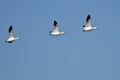 Three Snow Geese Flying in a Blue Sky Royalty Free Stock Photo