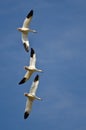 Three Snow Geese Flying in a Blue Sky Royalty Free Stock Photo