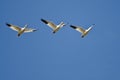 Three Snow Geese Flying in a Blue Sky Royalty Free Stock Photo