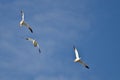 Three Snow Geese Flying in a Blue Sky Royalty Free Stock Photo