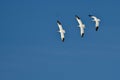 Three Snow Geese Flying in a Blue Sky Royalty Free Stock Photo